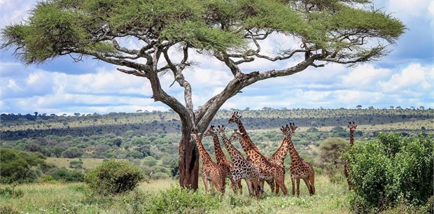 Trafalgar Tours | African Safari Adventure with Zanzibar Island Escape Trafalgar Tours | African Safari Adventure with Zanzibar Island Escape