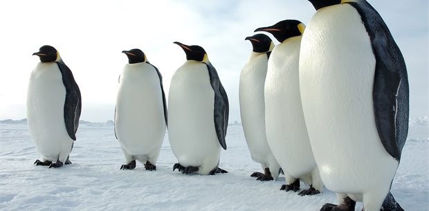 World Journeys - Antarctica Tours