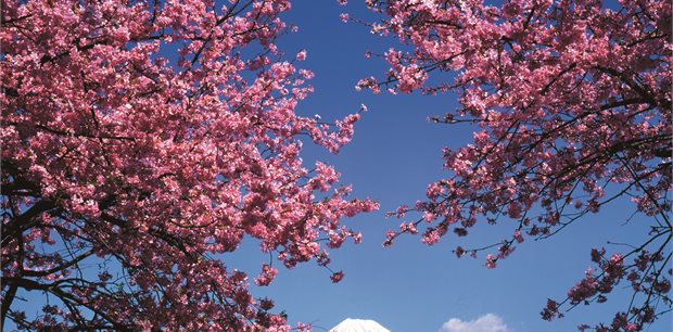 Tokyo on Sale - Air New Zealand Tokyo on Sale - Air New Zealand