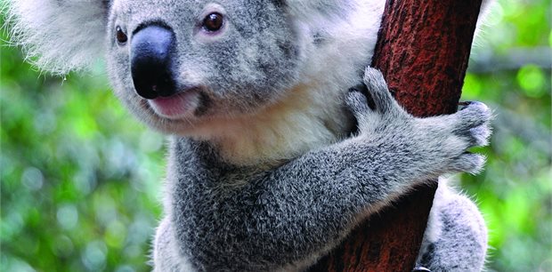 Australia Holidays Australia Holidays