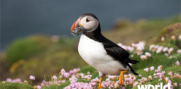 World Journeys | Wild Scotland World Journeys | Wild Scotland