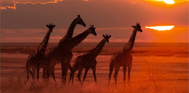Costsaver - Africa Tours Costsaver - Africa Tours
