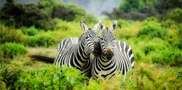 Johannesburg Flights Johannesburg Flights