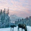7 Day Rockies Winter Wildlife 7 Day Rockies Winter Wildlife