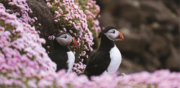 4 Day/3 Night Mull, Iona & Staffa Puffin Experience 4 Day/3 Night Mull, Iona & Staffa Puffin Experience
