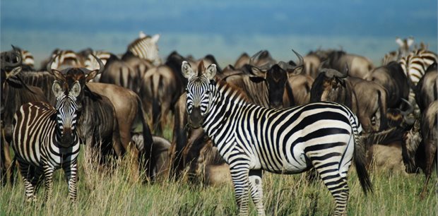 World Journeys | Ngorongoro & The Serengeti
