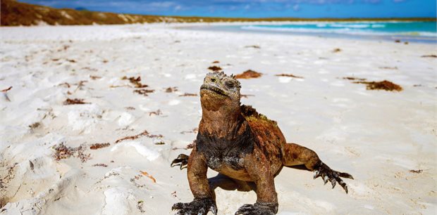 Intrepid | Ultimate Galapagos: Central Islands (Grand Daphne)