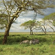 Intrepid | Serengeti Trail